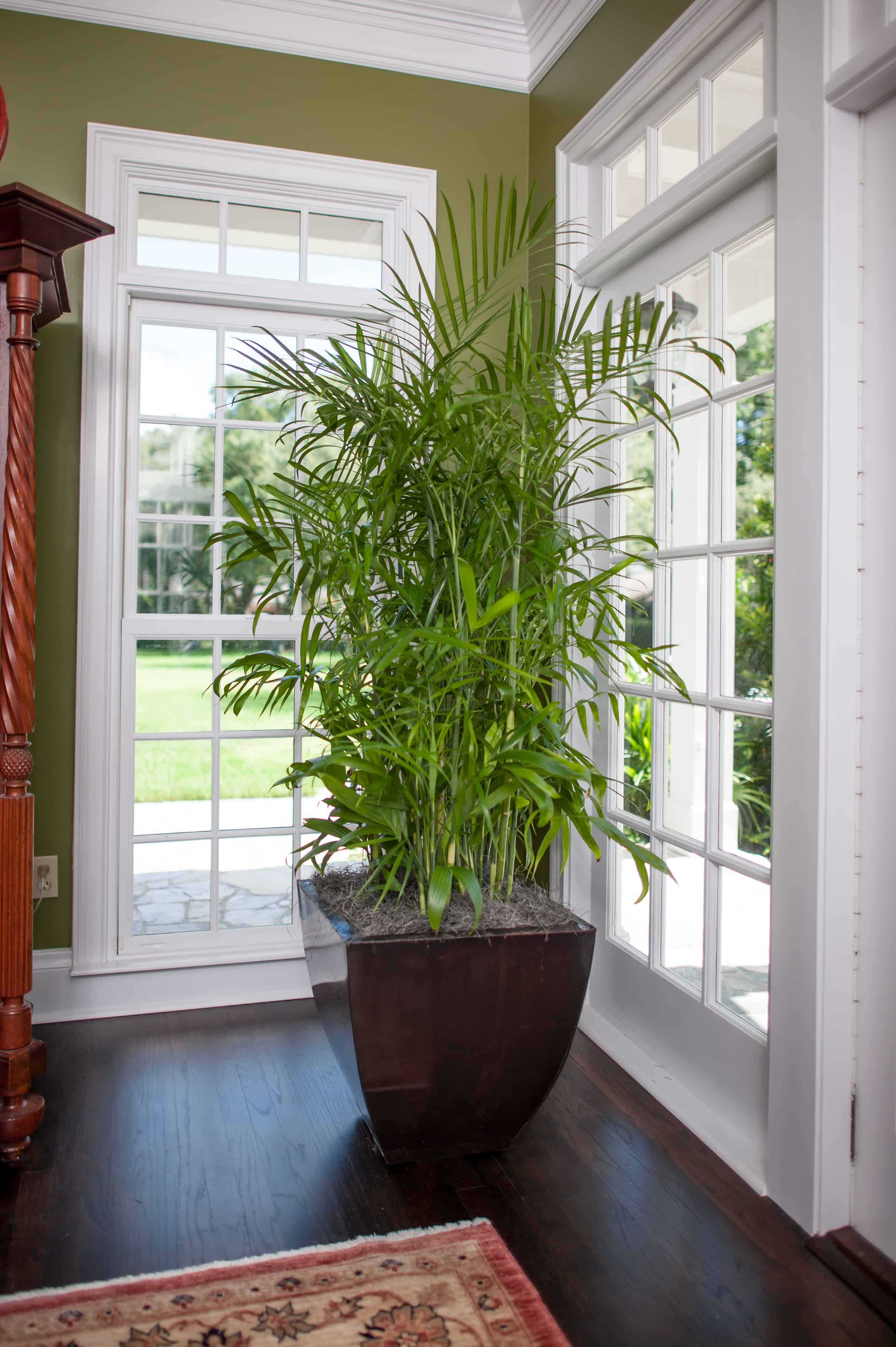 15 Air Purifying Plants You Need In Your Home - MahaGro®