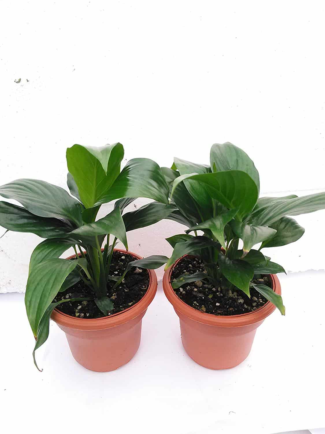 air purifying peace lily plant 2