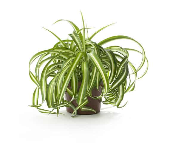 air purifying spider plant