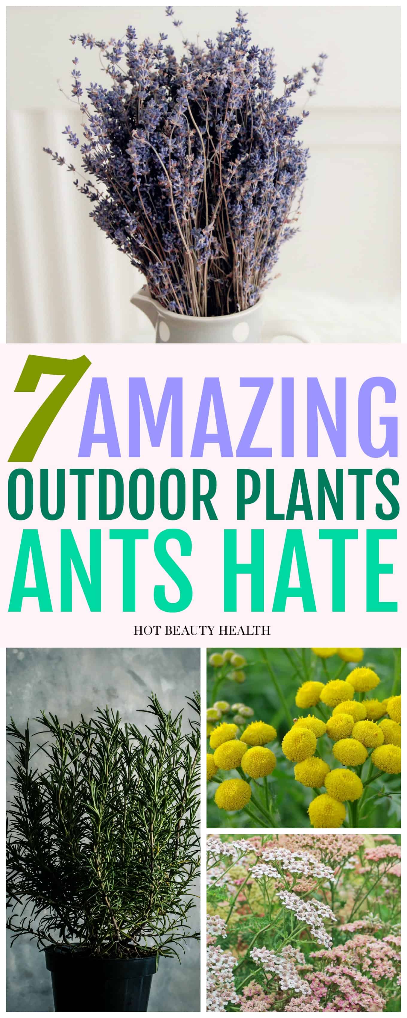 ant repellent plants