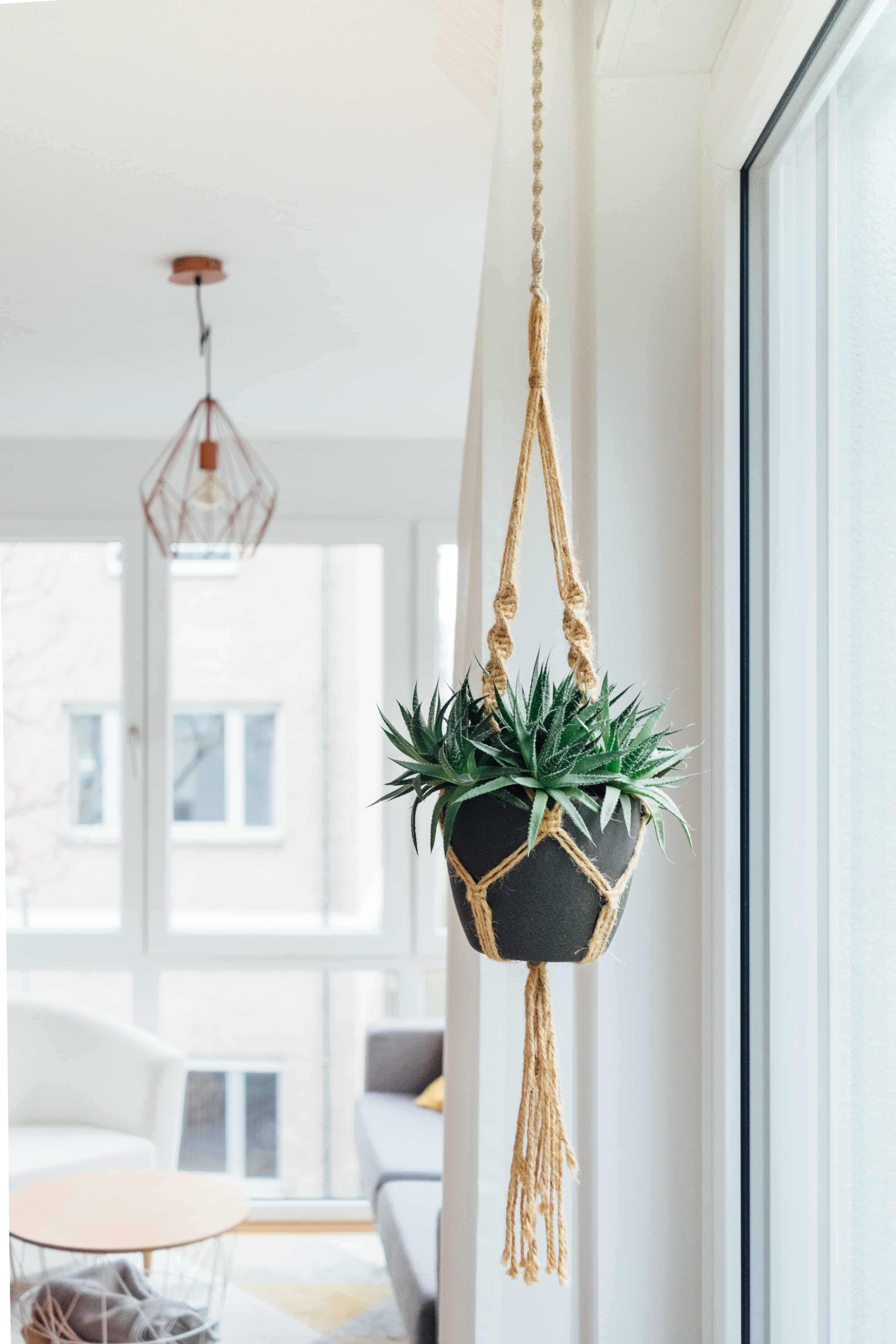 hanging succulent plant