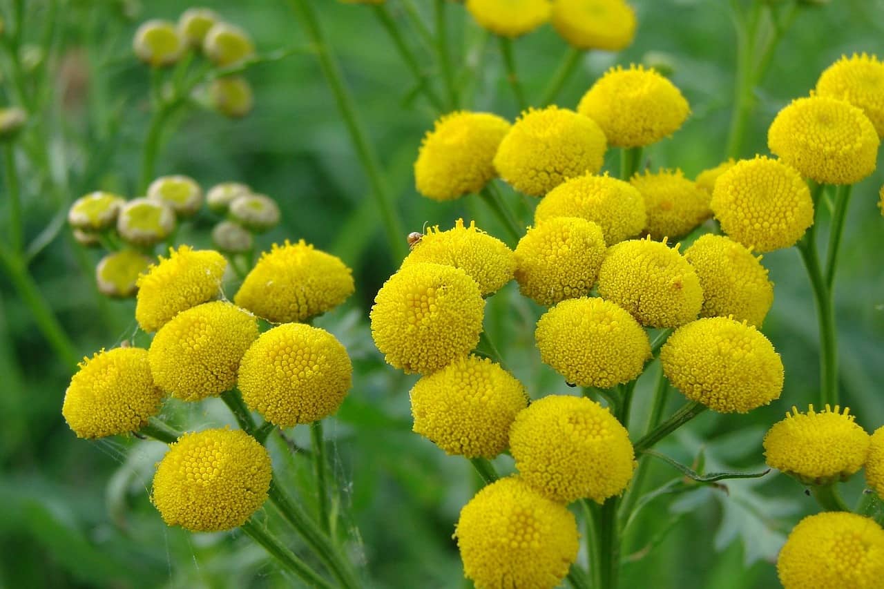 tansy golden buttons ant repellent