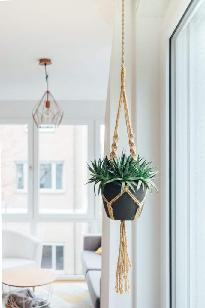 hang plants from ceiling