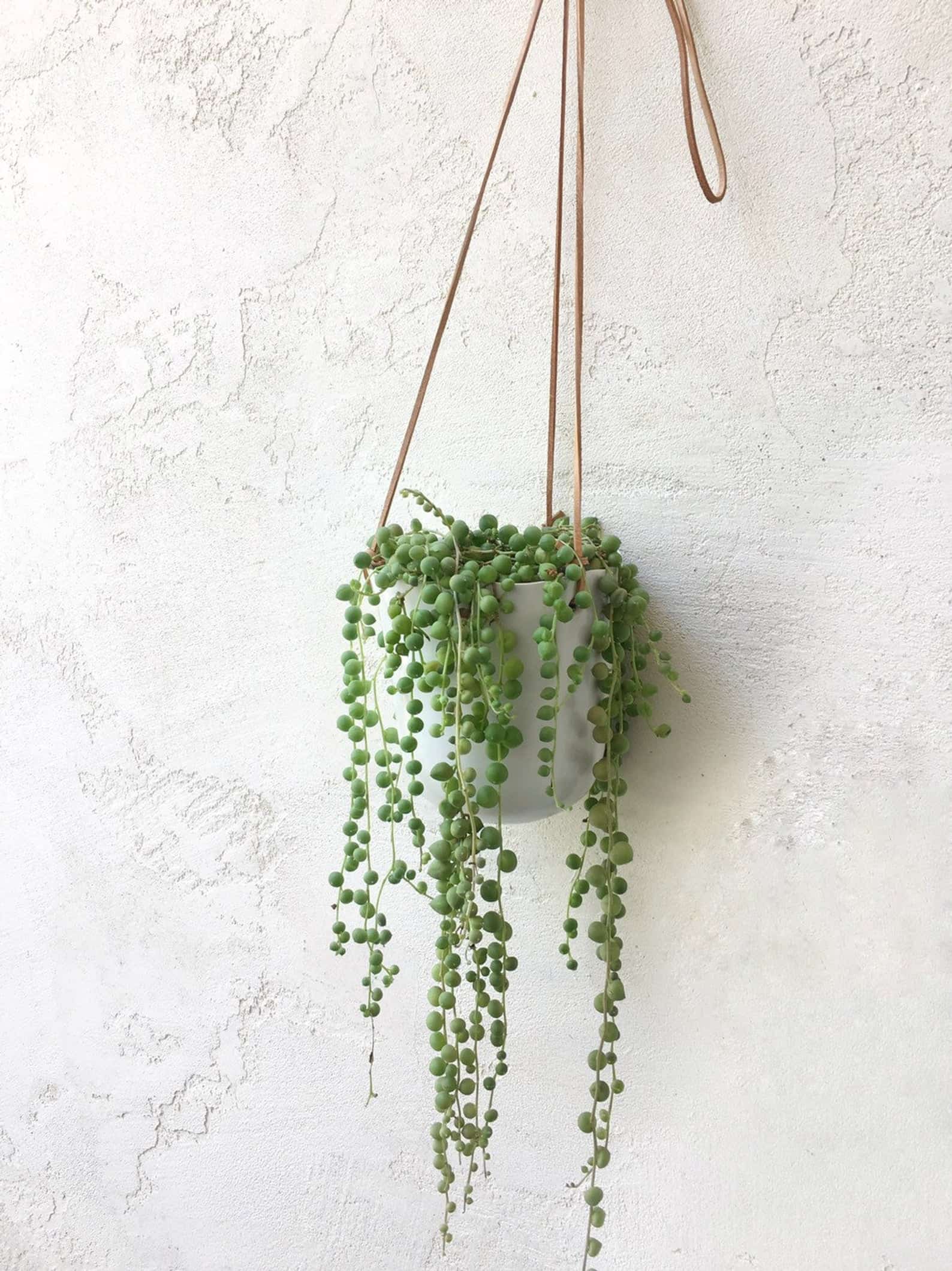 string of pearls hanging plant
