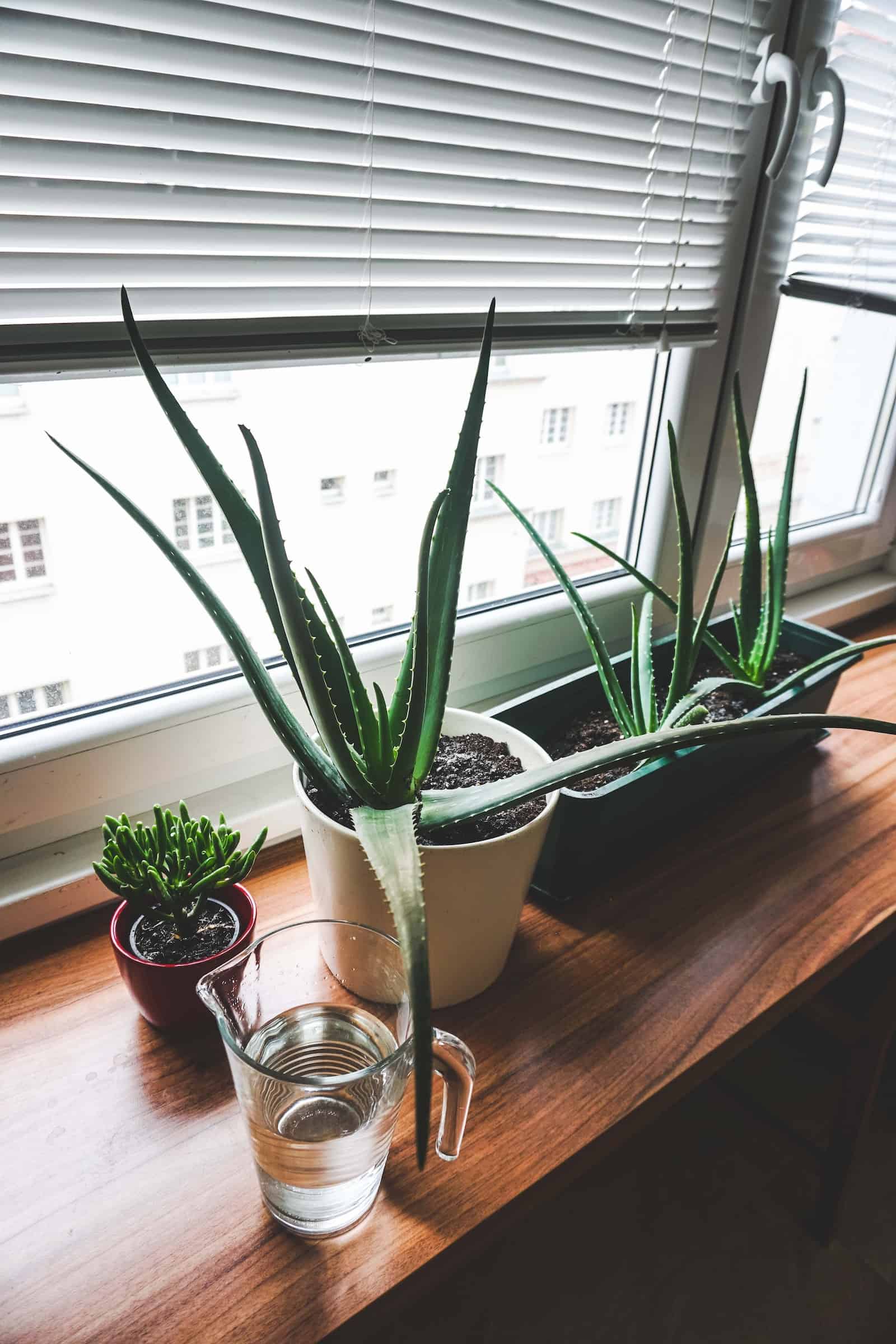 aloe vera plant in bedroom