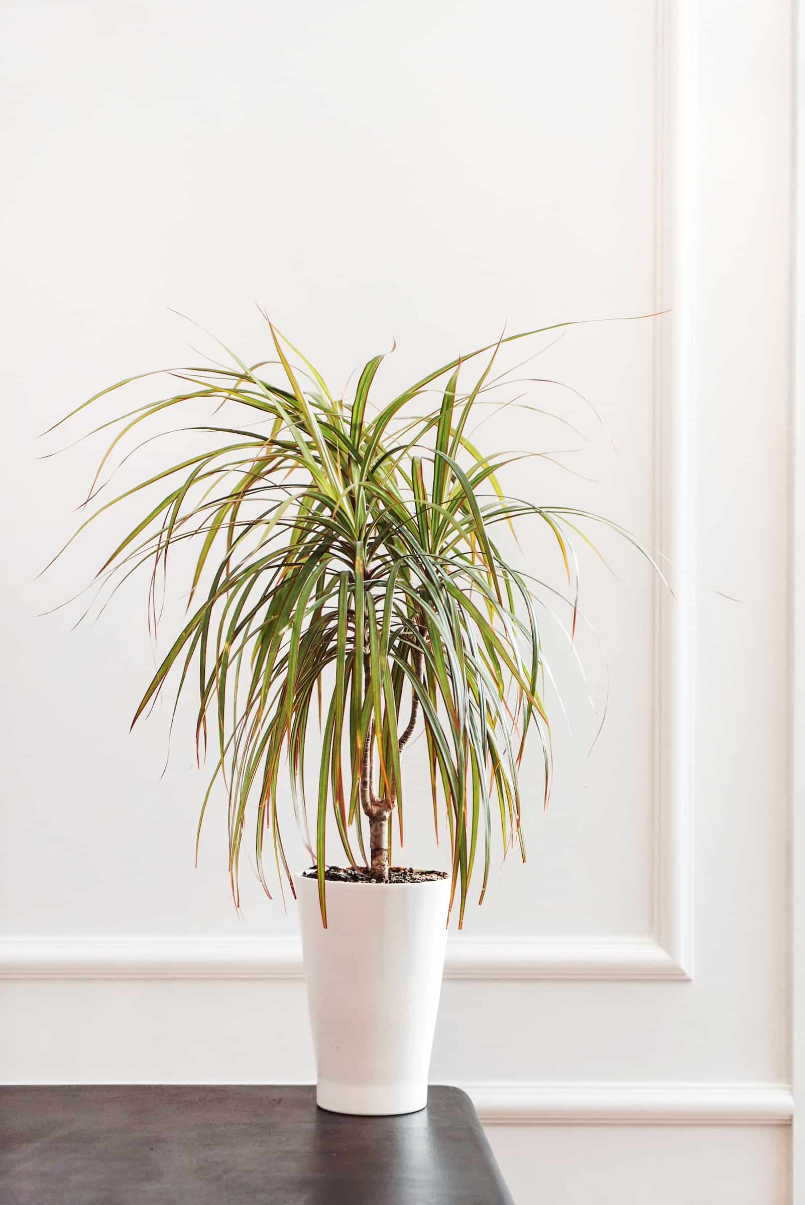 plants for bedroom to clean air