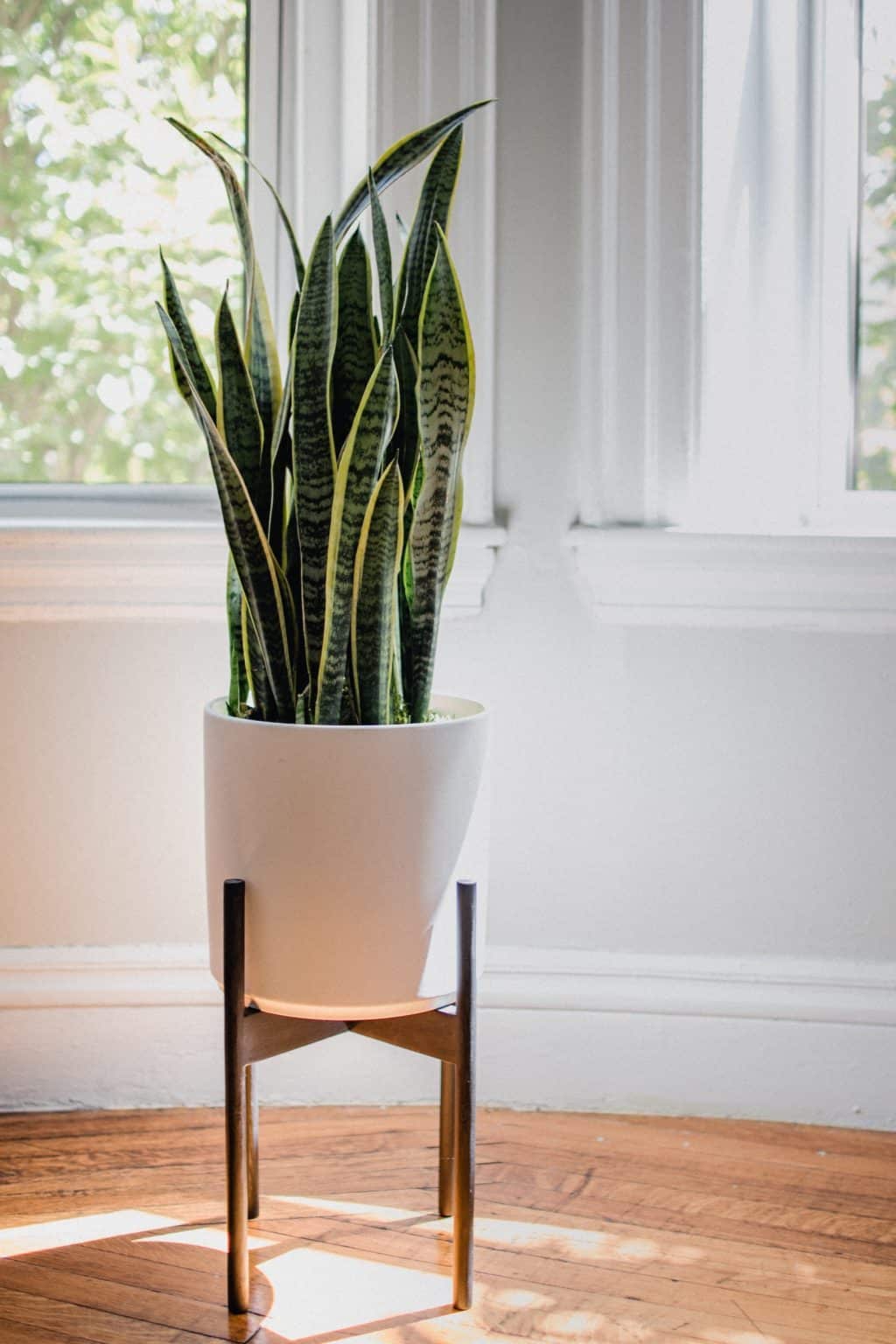 11 Air Purifying Plants For Your Bedroom To Get Better Sleep